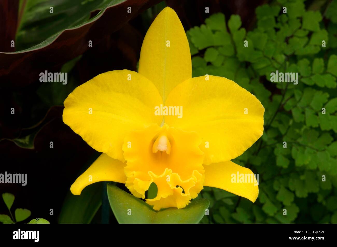 Potinara 'Luna Jaune'   MIW251714 Stock Photo