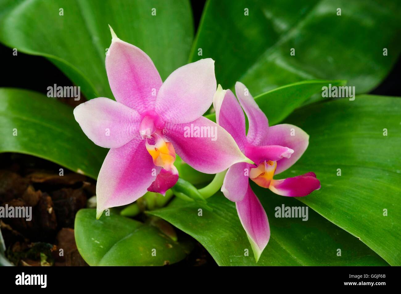 Phalaenopsis violacea   MIW251725 Stock Photo
