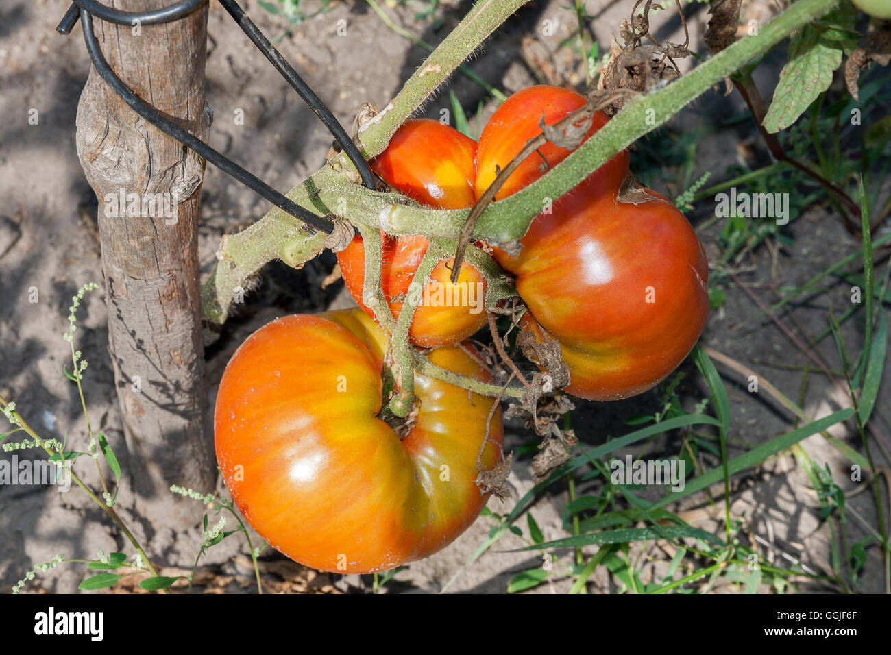 fresh red tomatoes growing in a field closeup right before the harvest ...