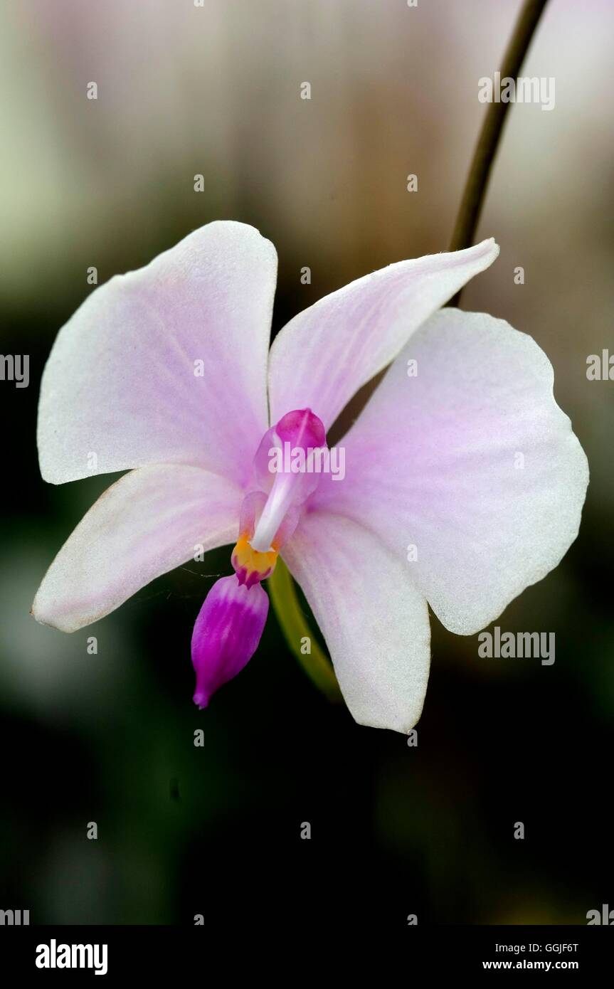 Phalaenopsis lowii   MIW251734 Stock Photo
