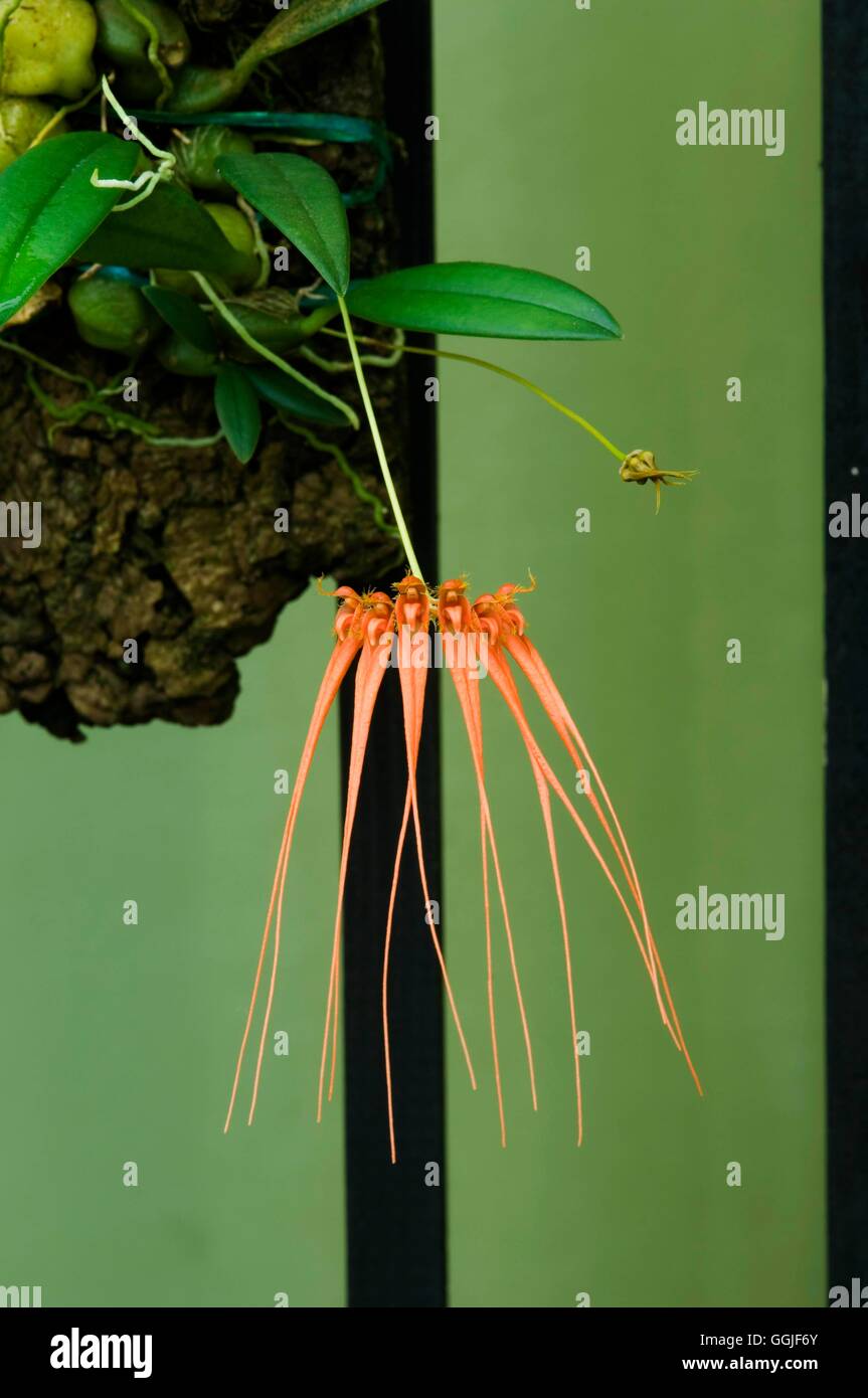 Bulbophyllum pecten-veneris- - (Syn B. tingiribrinun)   MIW251737  /Photoshot Stock Photo