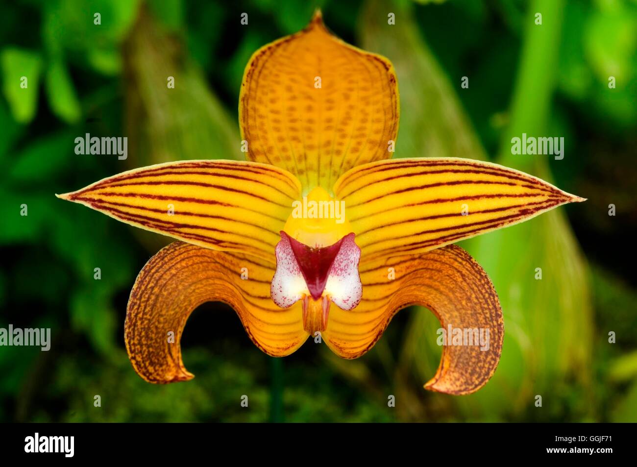 Bulbophyllum lobbii   MIW251739 Stock Photo