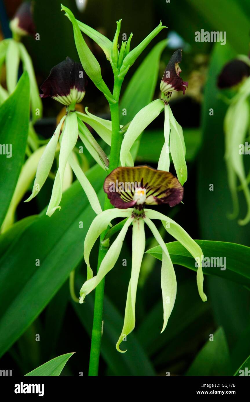 Encyclia cochleata- - Clamshell Orchid   MIW251745 Stock Photo