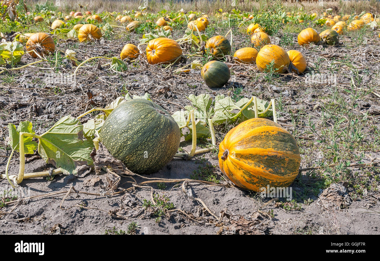 Field full of ripe pumpkins. Autumn farm harvest Stock Photo - Alamy