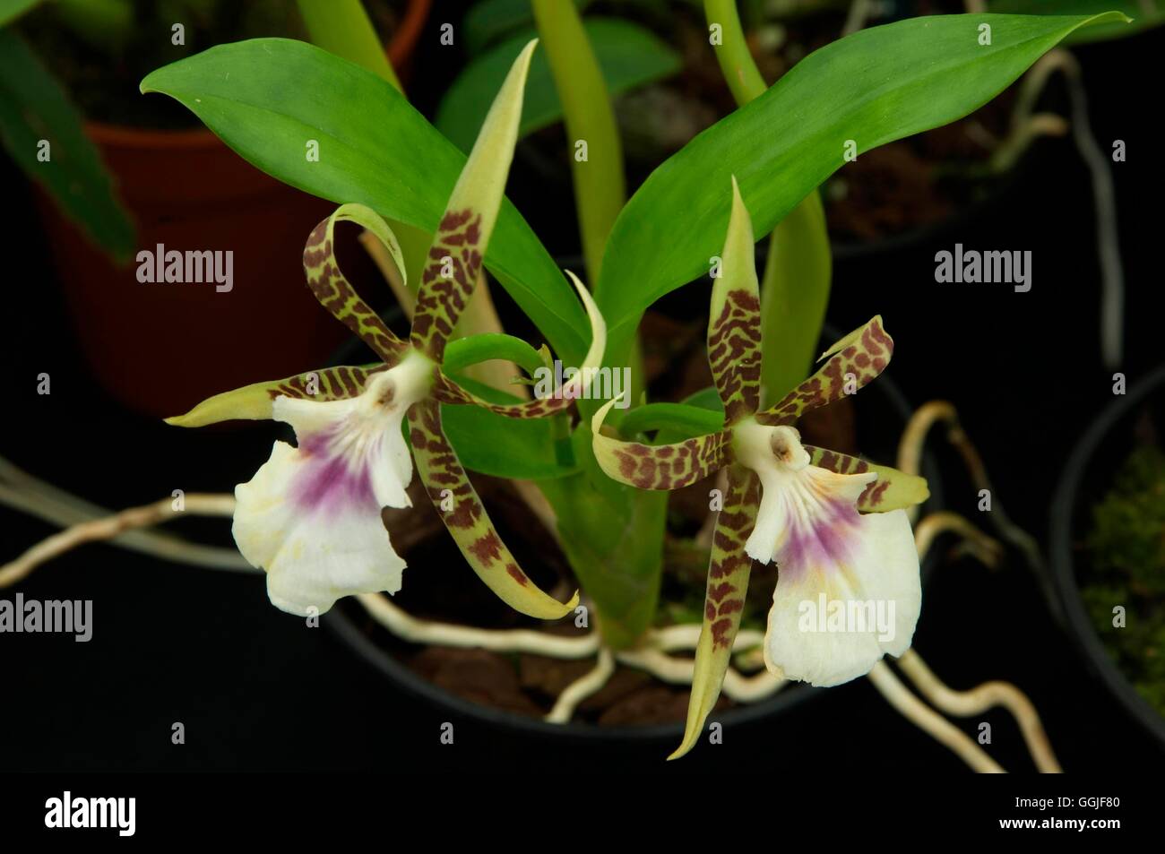 Aspasia hi-res stock photography and images - Alamy