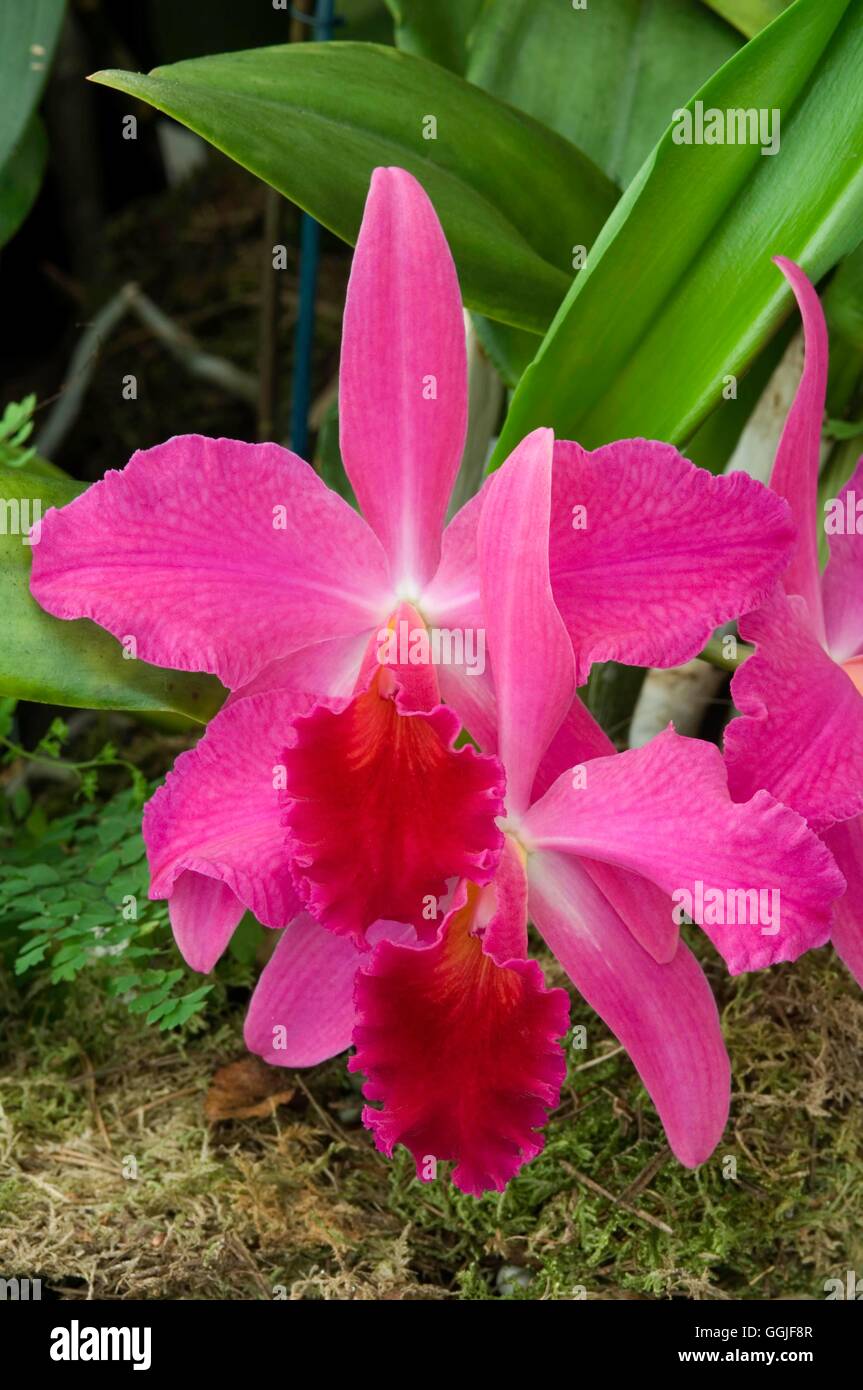 Laeliocattleya Anzac 'Orchidhurst'   MIW251777 Stock Photo