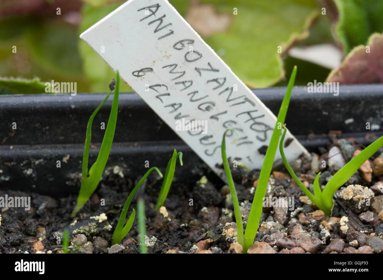 Seedlings- of Anigozanthos manglesii and Anigozantos flavidus   MIW251784  /P Stock Photo