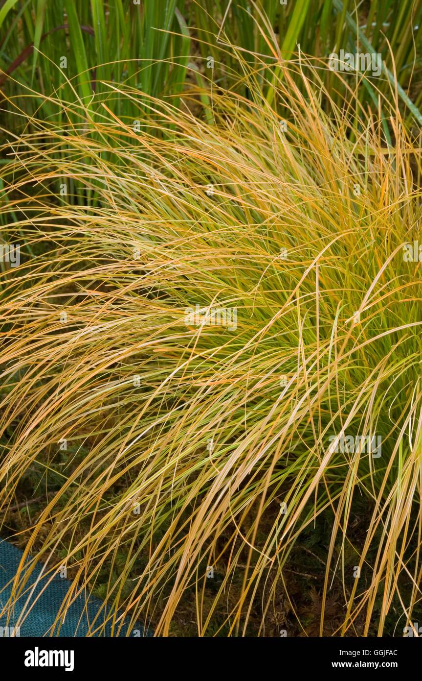 Carex grass hires stock photography and images Alamy