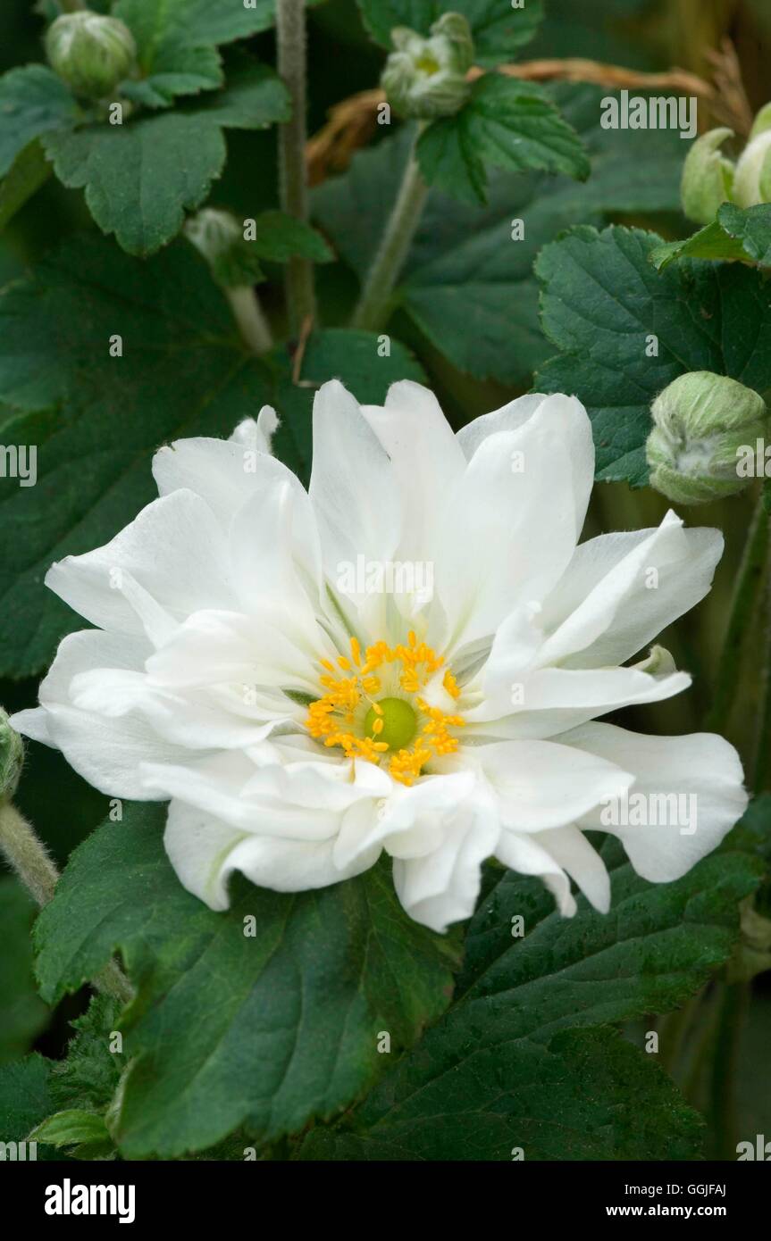 Anemone x hybrida 'Whirlwind'   MIW251818 Stock Photo