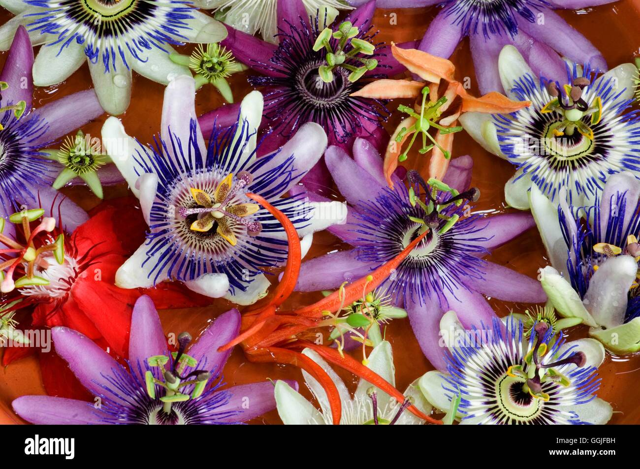 Passiflora - Mixed Flower Heads- - (Please credit: Photos Hort/Tynings Nursery)   MIW251838     Phot Stock Photo