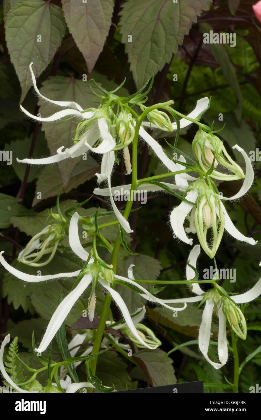 Campanula takesimana 'Beautiful Truth'- - (Syn C. t. 'Beautiful Trust')   MIW251841     Photos Horti Stock Photo