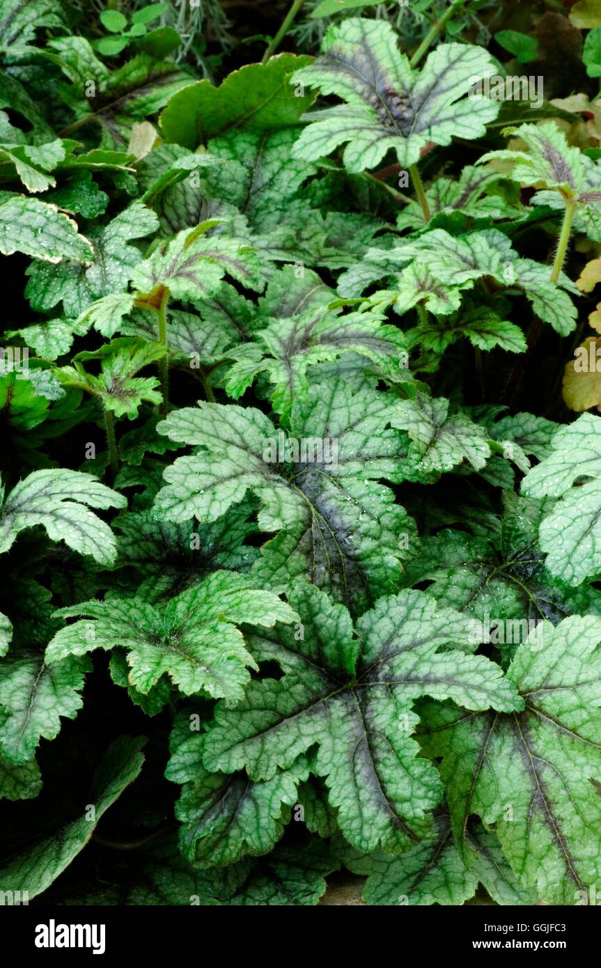 Heucherella foliage hi-res stock photography and images - Alamy