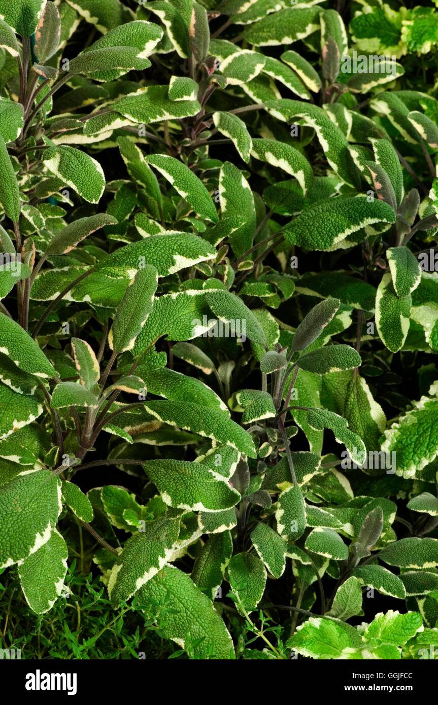 Salvia officinalis 'Tricolor'   MIW251861 Stock Photo