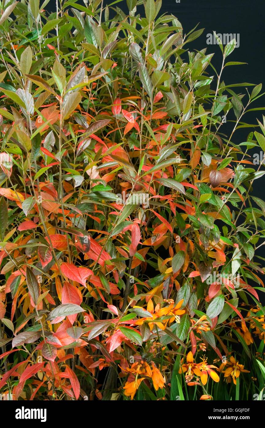 Aronia arbutifolia 'Erecta'   MIW251887 Stock Photo