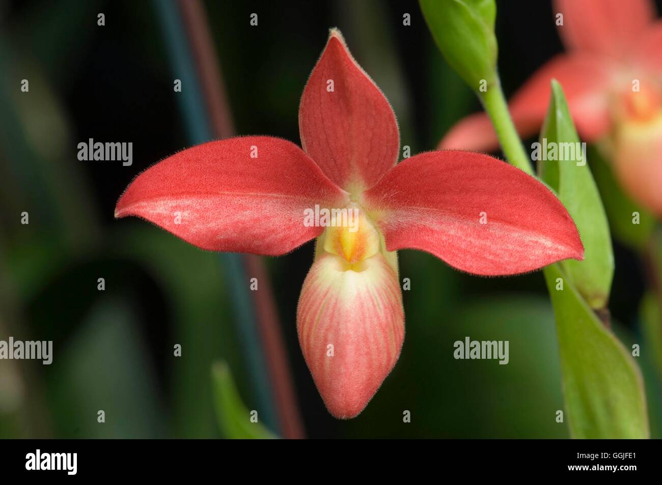 Phragmipedium 'Saint Owen'   MIW251899 Stock Photo