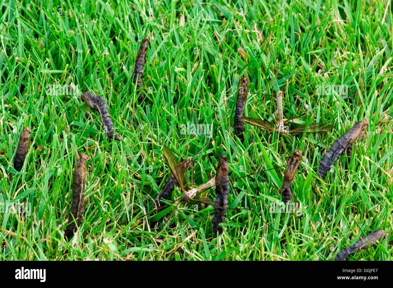 Leather Jacket - larvae cases left in lawn after emergence of - 'Crane  Fly'/'Daddy Longlegs' - (Tipulidae oleracea Stock Photo - Alamy