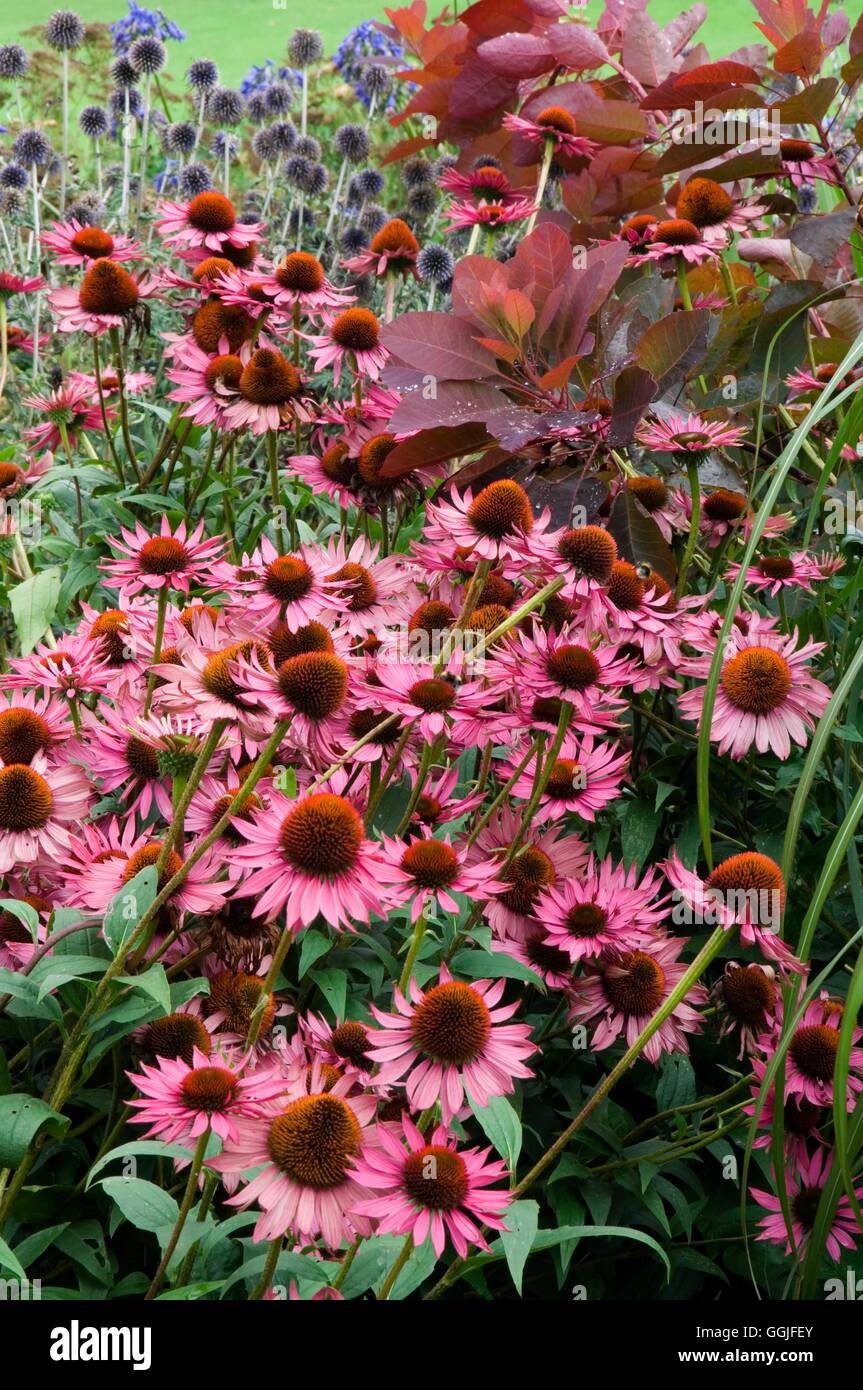 Echinacea purpurea 'Ruby Giant' - with Cotinus 'Grace' and Echinops   MIW251914     Photos Horticult Stock Photo