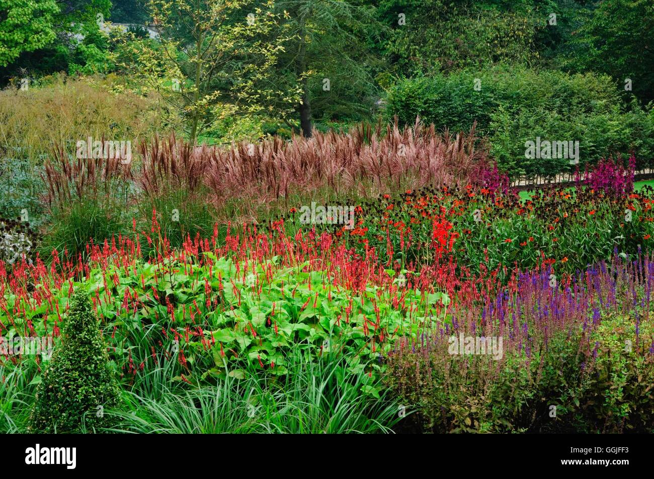 Perennials in Autumn- with Miscanthus  Helenium  Persicaria and Salvia at- RHS Harlow Carr Gardens- - (Please credit location) Stock Photo
