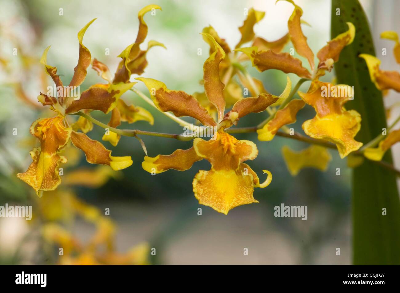 Wilsonaria 'South Down'   MIW251960 Stock Photo