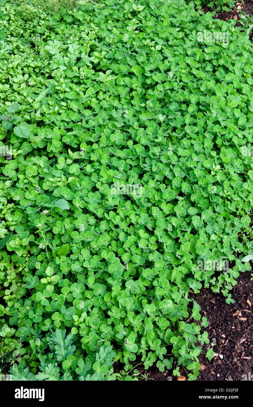 Green Manure - Clover- - (Trifolium repens)- - (HDRA - Organic)   MIW251987 Stock Photo