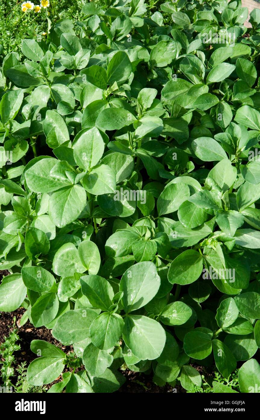 Field beans hires stock photography and images Alamy