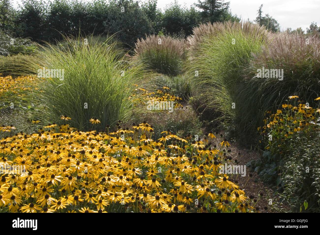 Autumn Garden- - Prairie Planting Style- - (Please credit: Photos Hort/Ryton Organic Gdn)   MIW251993  Compulsory Cred Stock Photo
