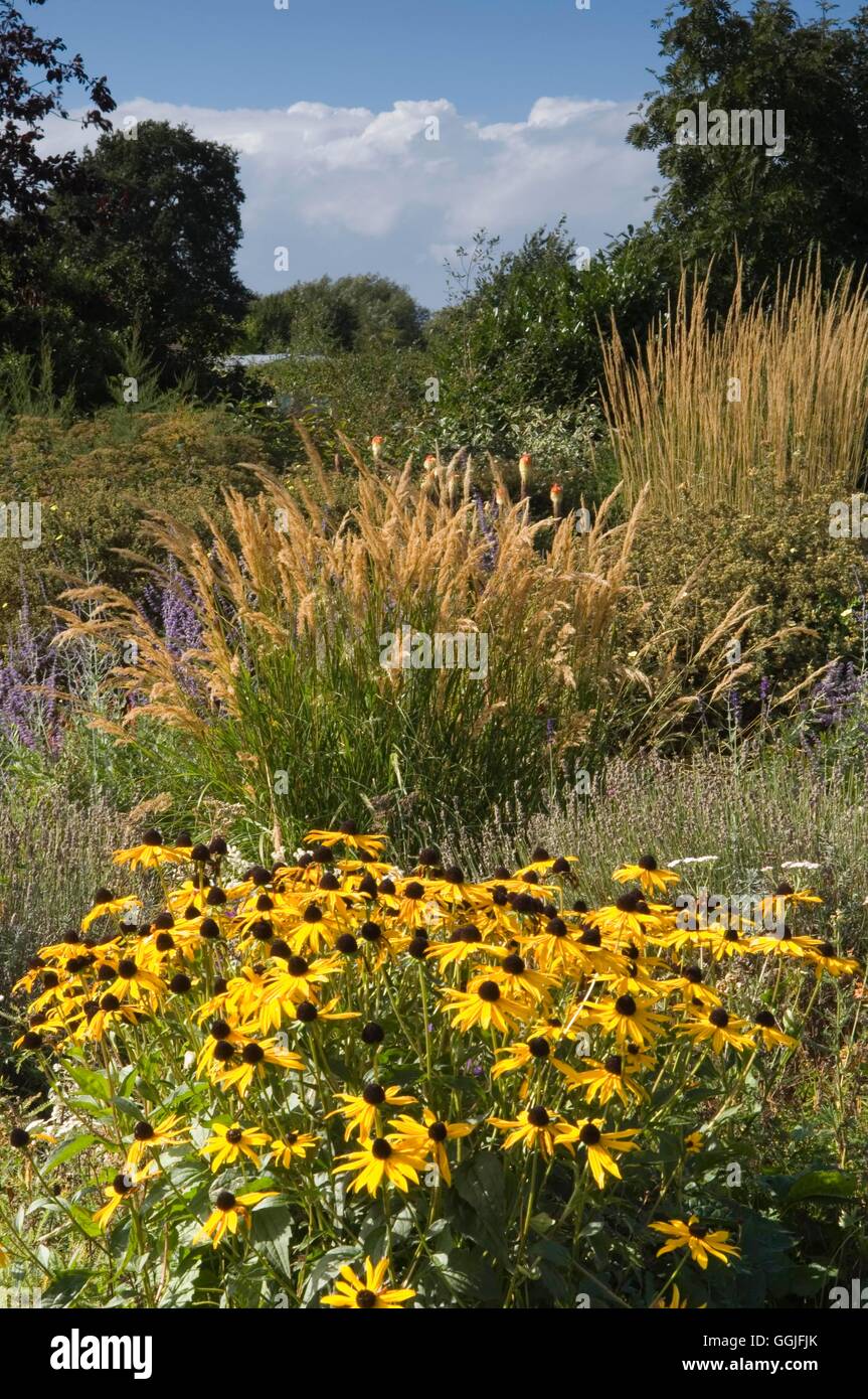 Autumn Garden- - Prairie Planting Style- - (Please credit: Photos Hort/Ryton Organic Gdn)   MIW251995  Compulsory Cred Stock Photo