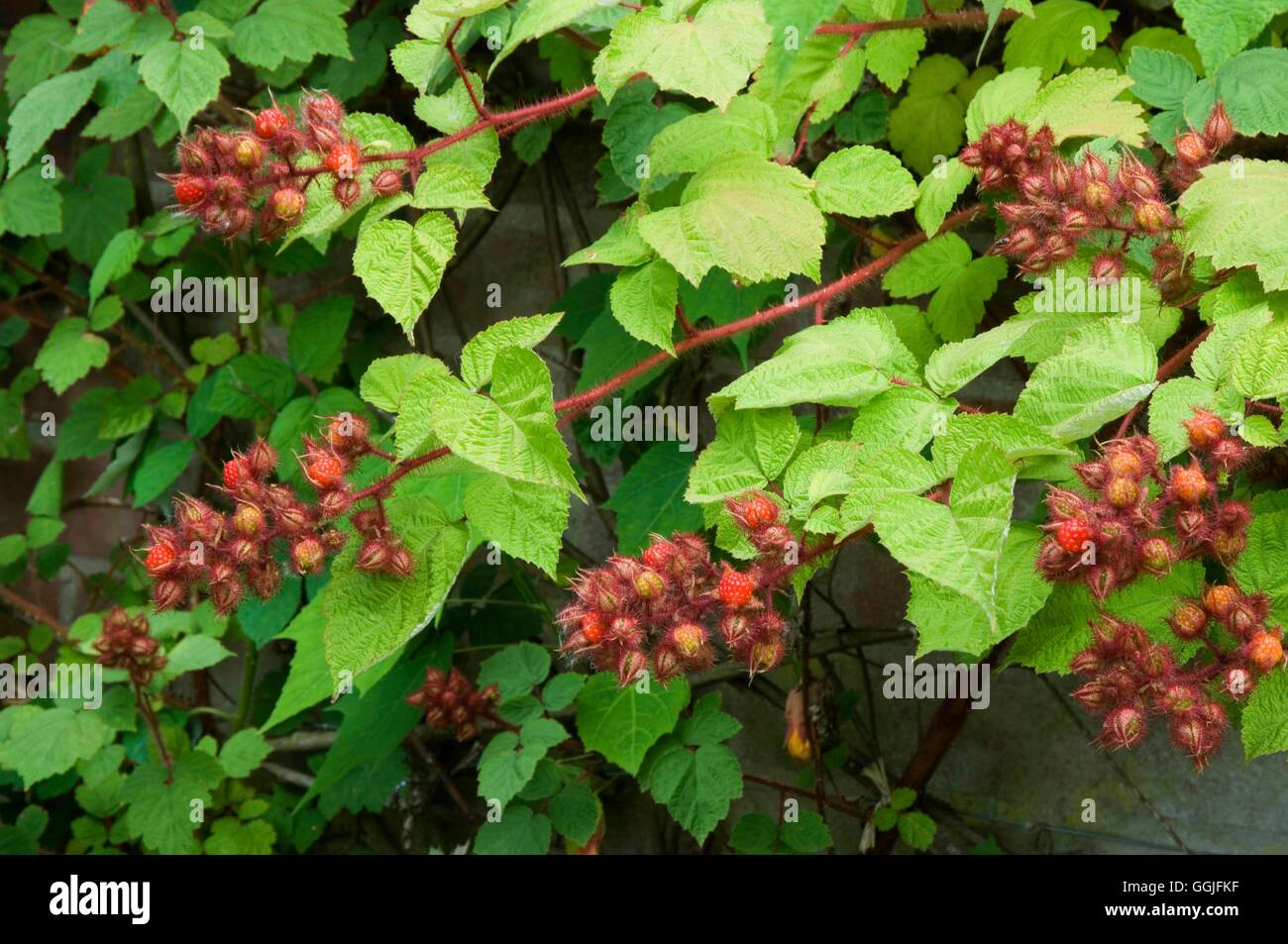 Japanese Wineberry- - (Rubus phoenicolasius)   MIW252011 Stock Photo