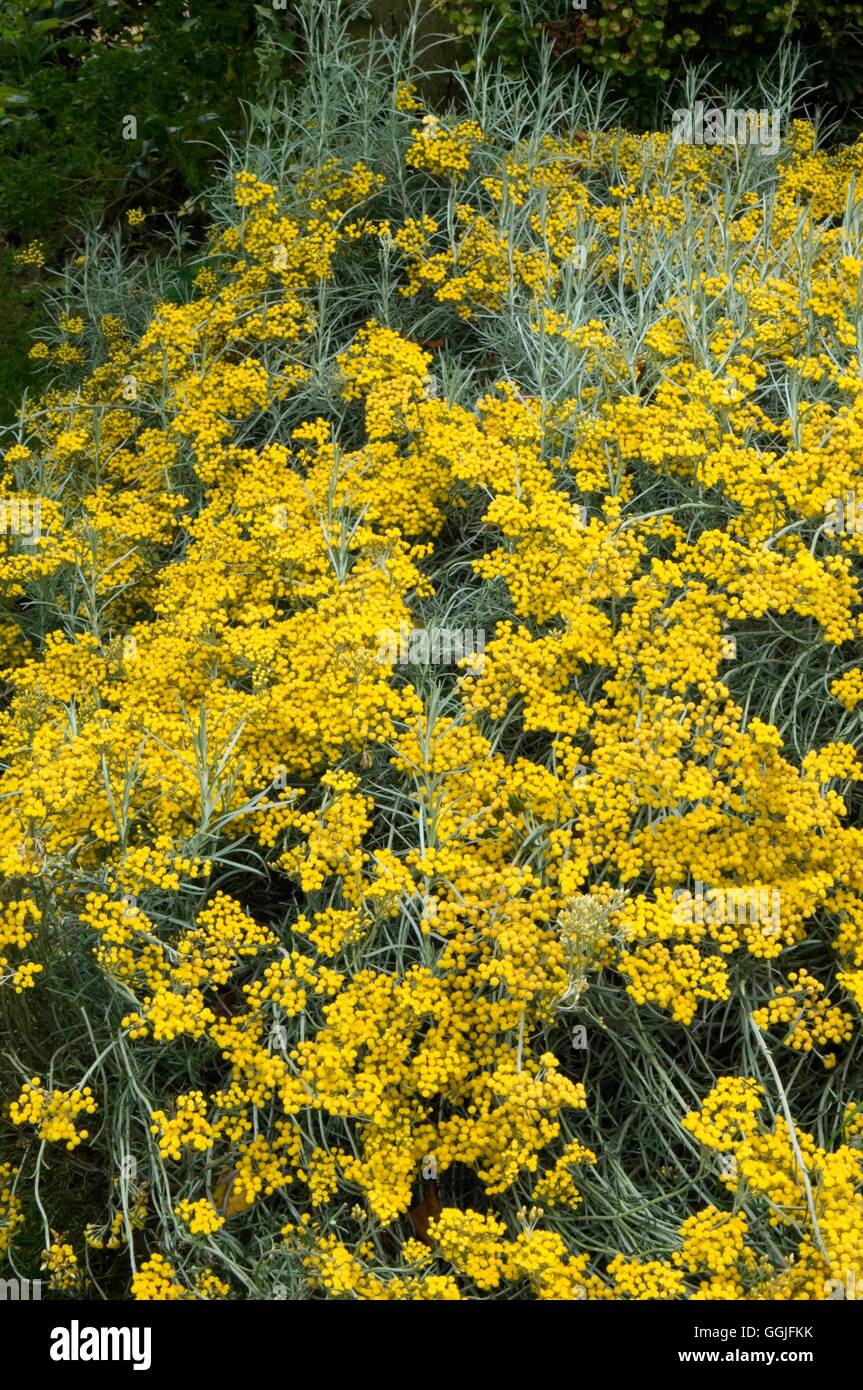 Helichrysum italicum ssp. serotinum- - (Syn H. angustifolium)- - Curry Plant   MIW252014     Photos Stock Photo