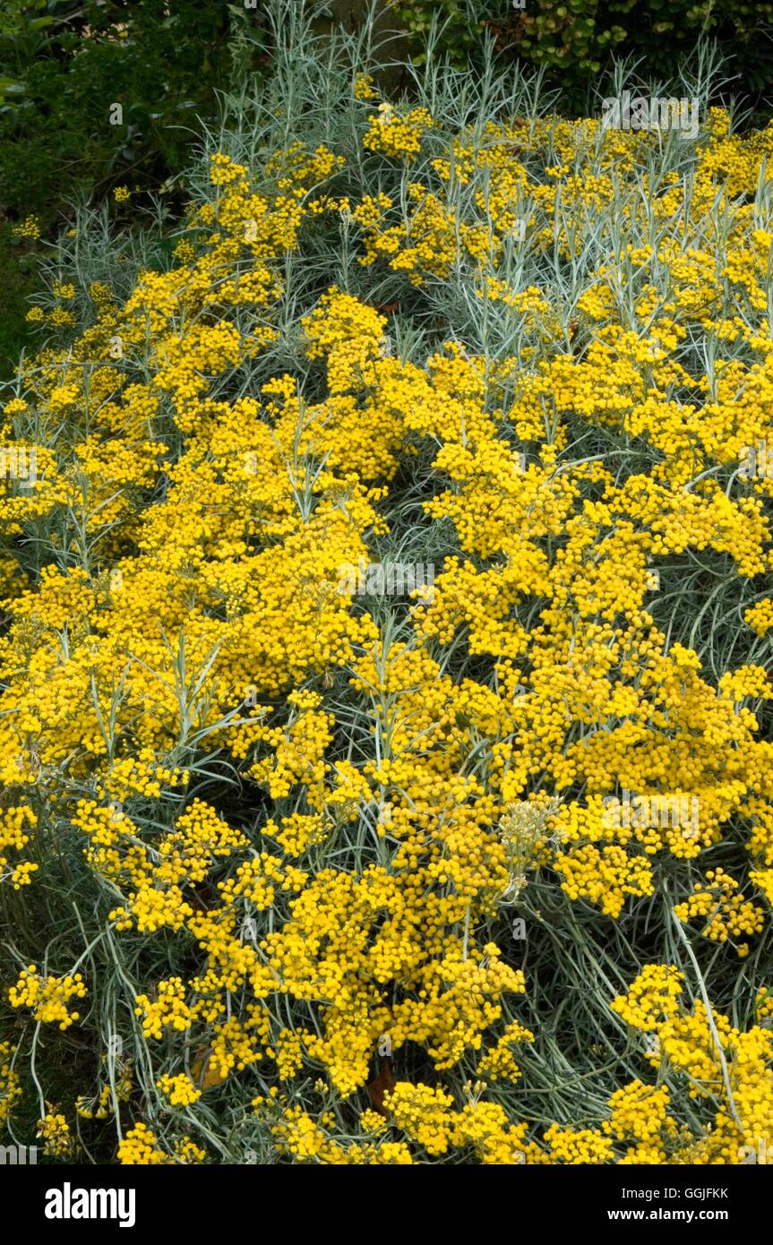 lupin plant Lupin – Kids Seed Co