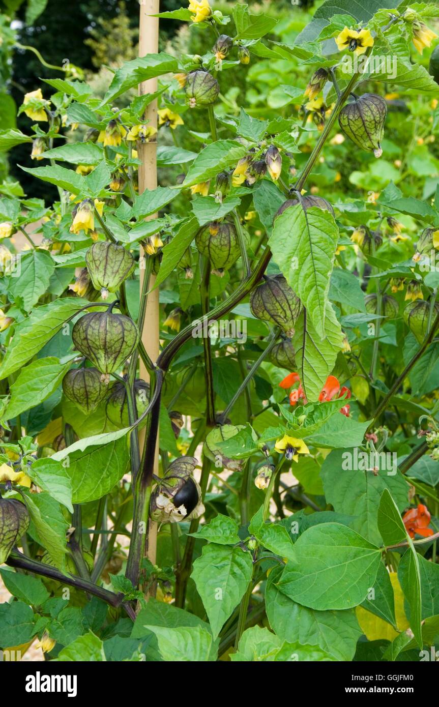Tomatillo 'Violet'- - (Physalis philadelphica)   MIW252021 Stock Photo