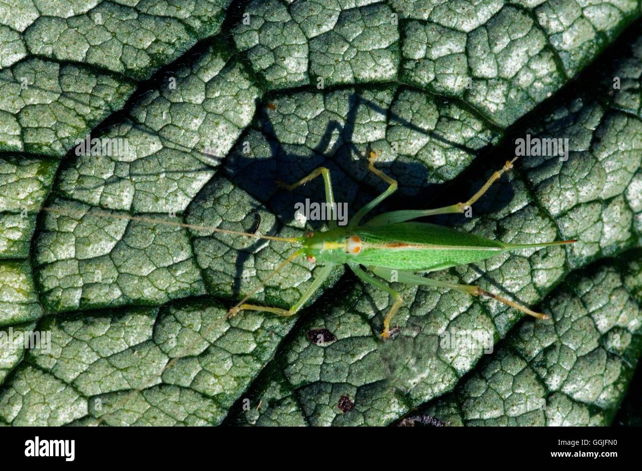 Speckled Bush-Cricket- - (Leptophyes punctatissima)- - (female)   MIW252043 Stock Photo
