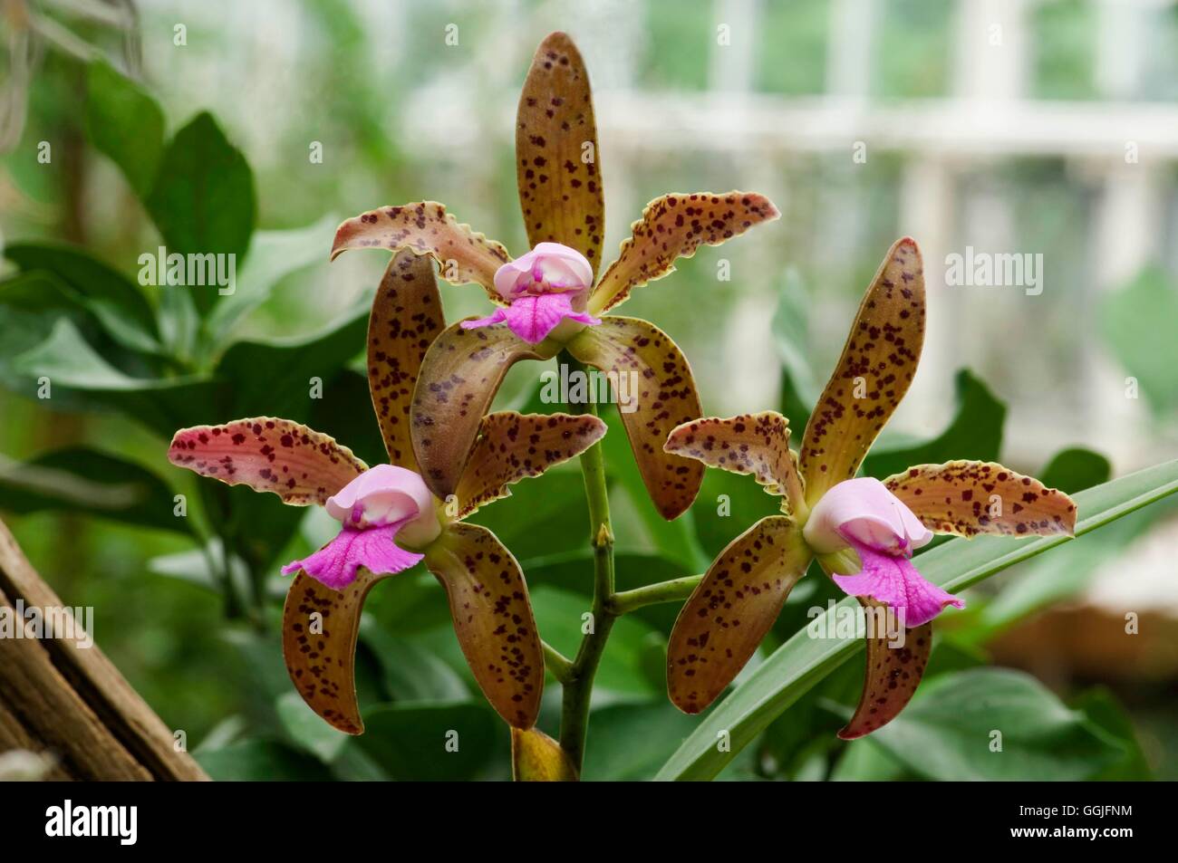 Cattleya tigrina- - (Syn C. leopoldii)   MIW252059 Stock Photo