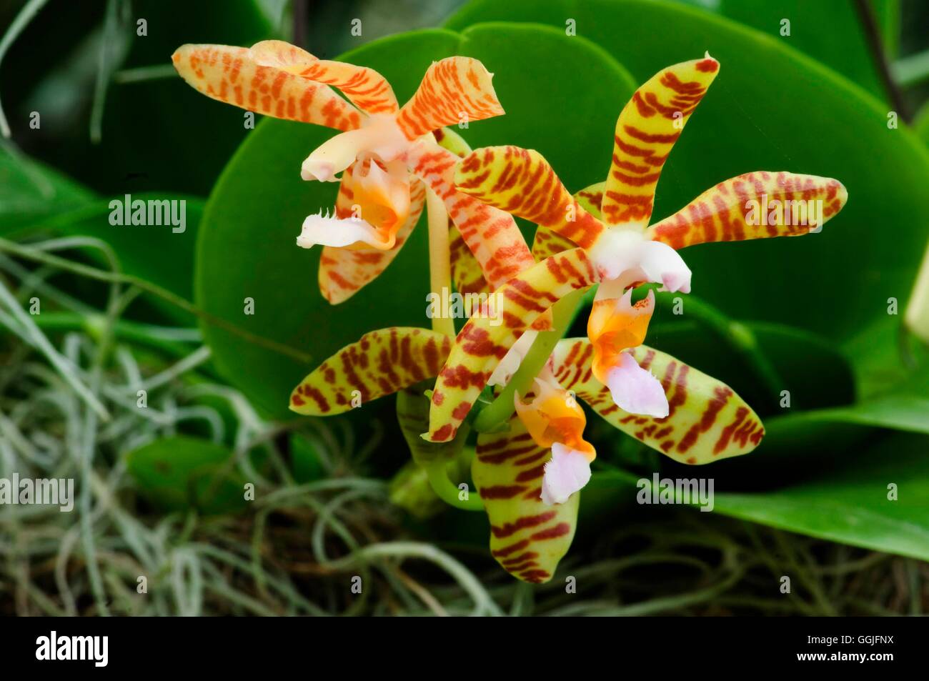 Phalaenopsis fasciata   MIW252065 Stock Photo