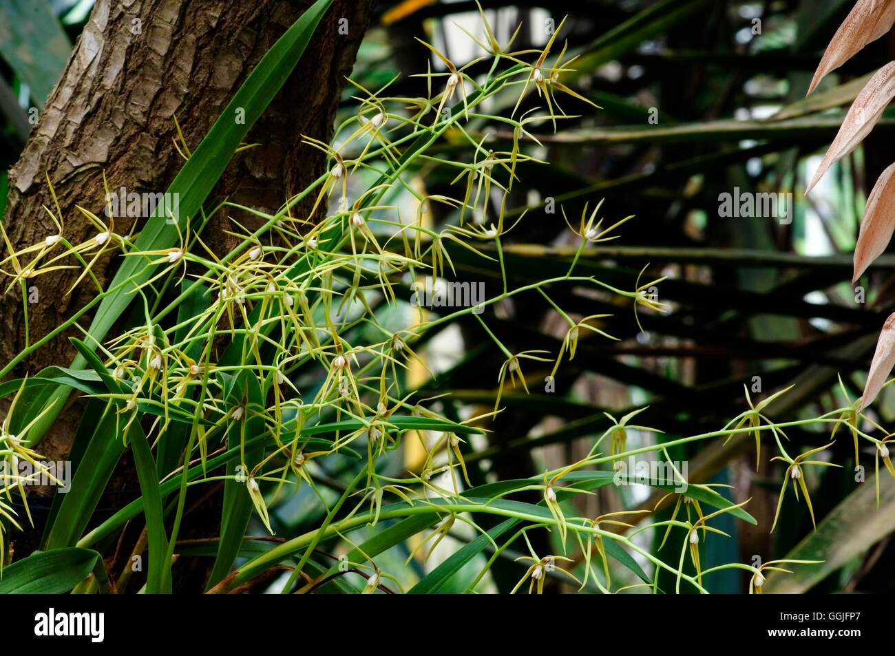 Epidendrum specie   MIW252071 Stock Photo