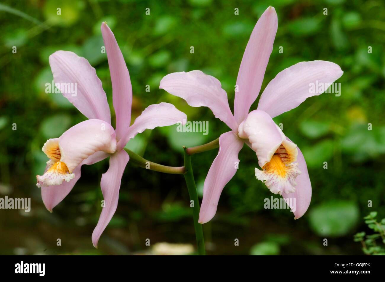 Cattleya x venosa   MIW252081 Stock Photo