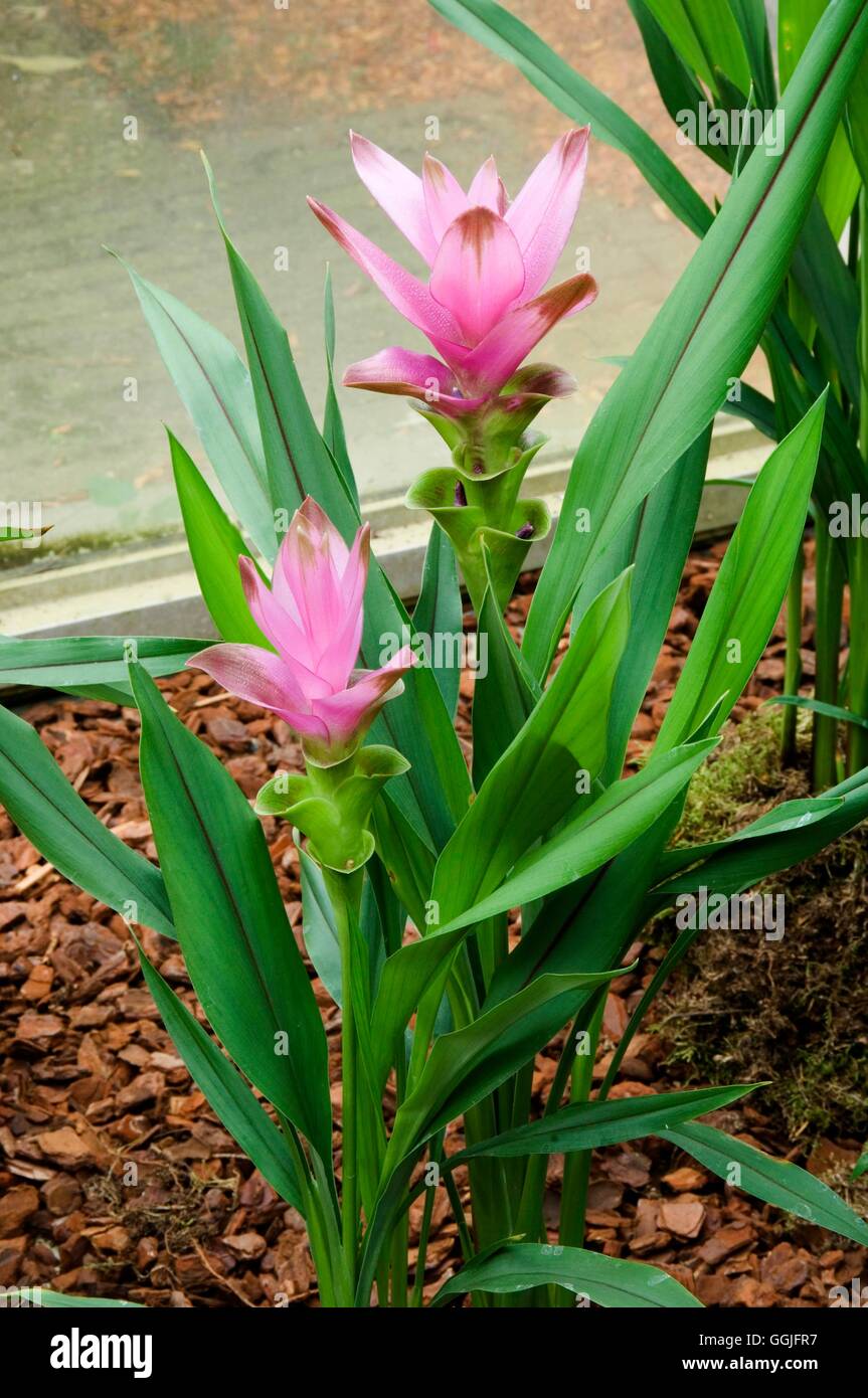Curcuma alismatifolia- - Siam Tulip   MIW252094 Stock Photo