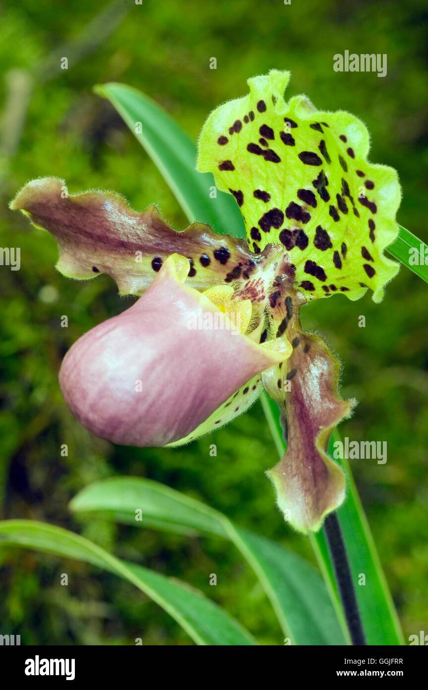Paphiopedilum henryanum   MIW252106 Stock Photo