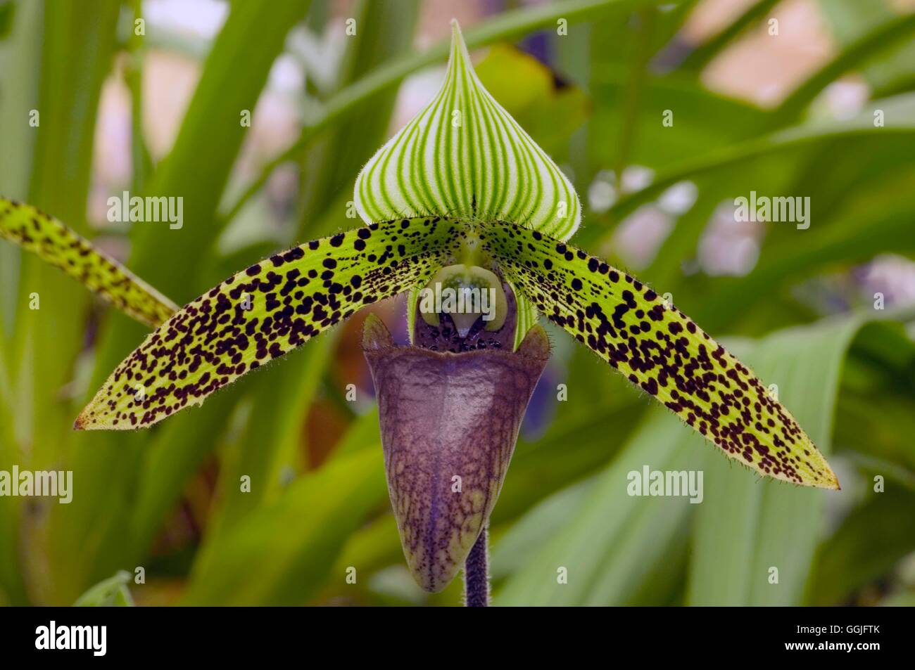Paphiopedilum sukhakulii   MIW252125 Stock Photo