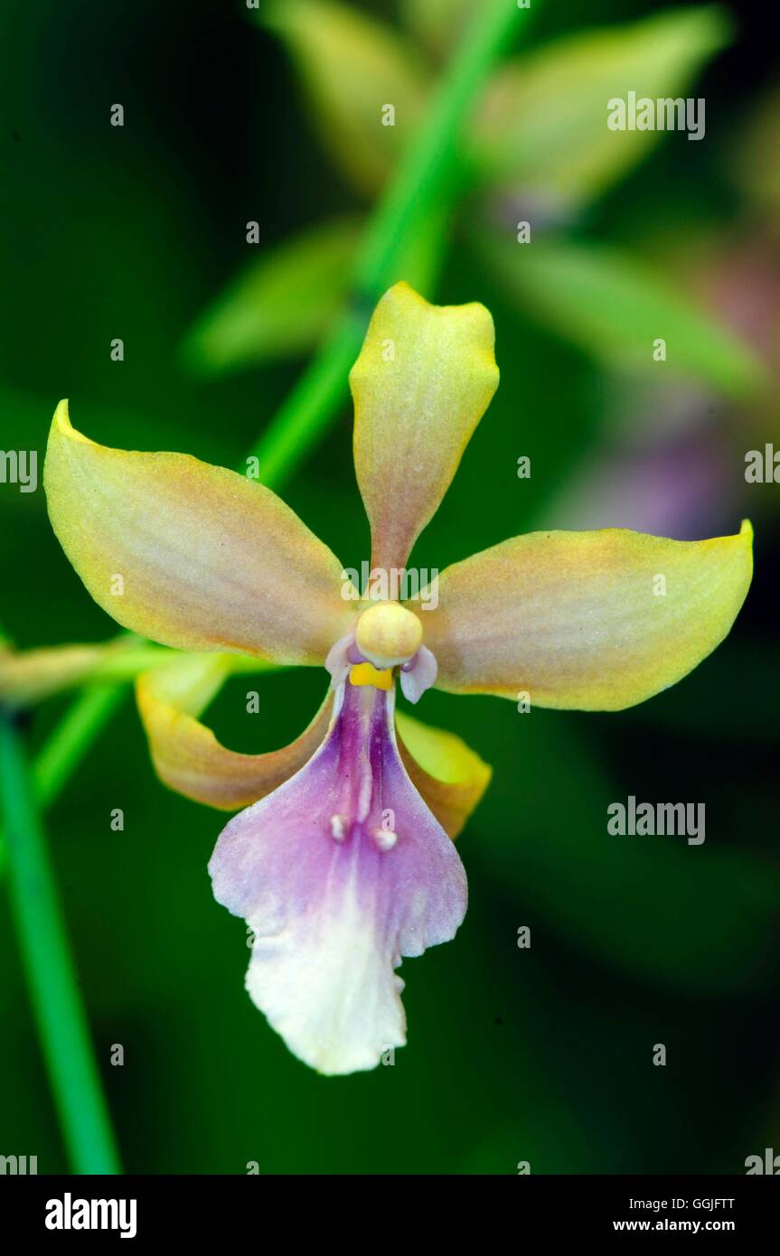 Crytochilum umbrosum- - (Syn Symphyglossum umbrosum)   MIW252130 Stock Photo