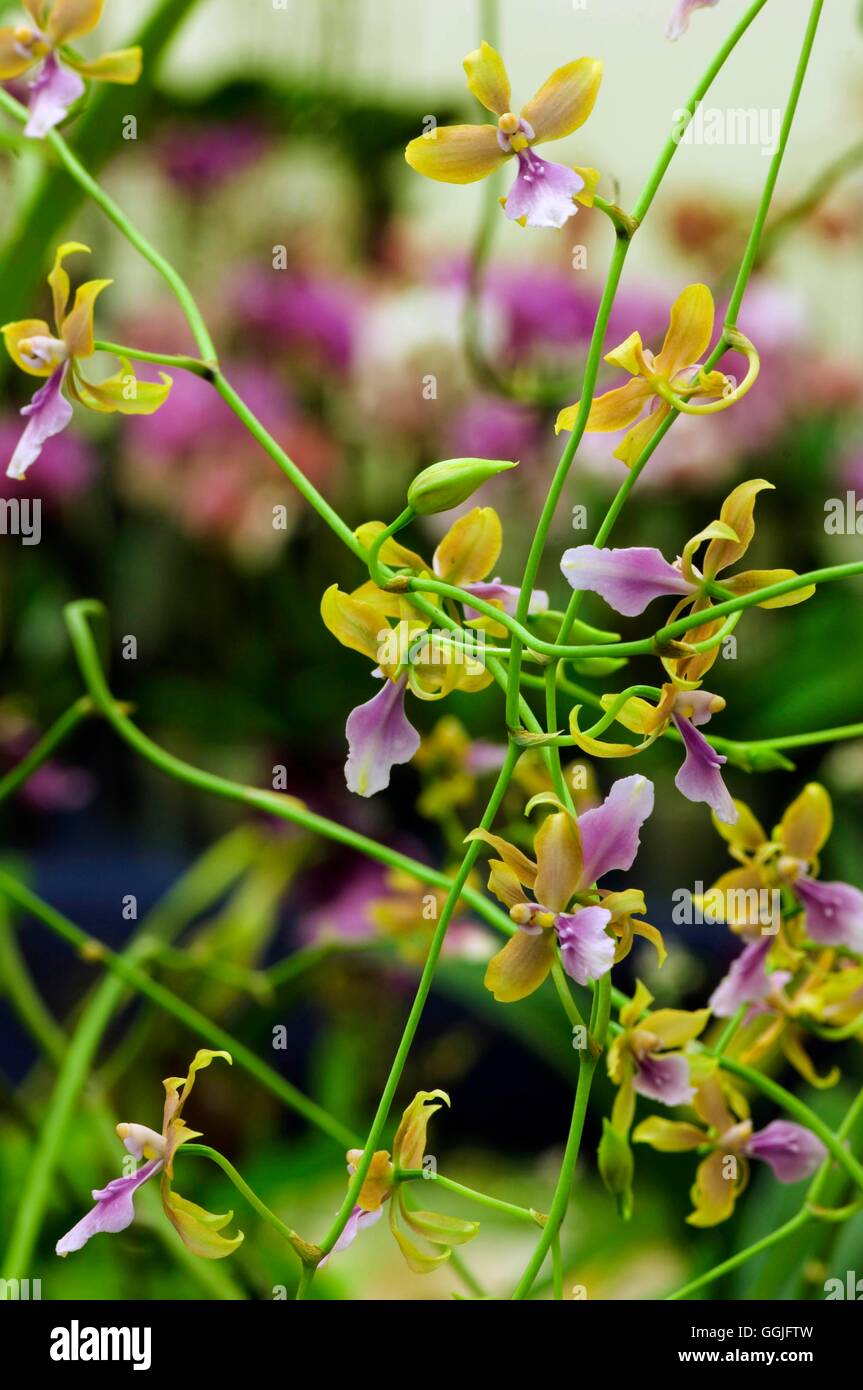 Crytochilum umbrosum   MIW252131 Stock Photo