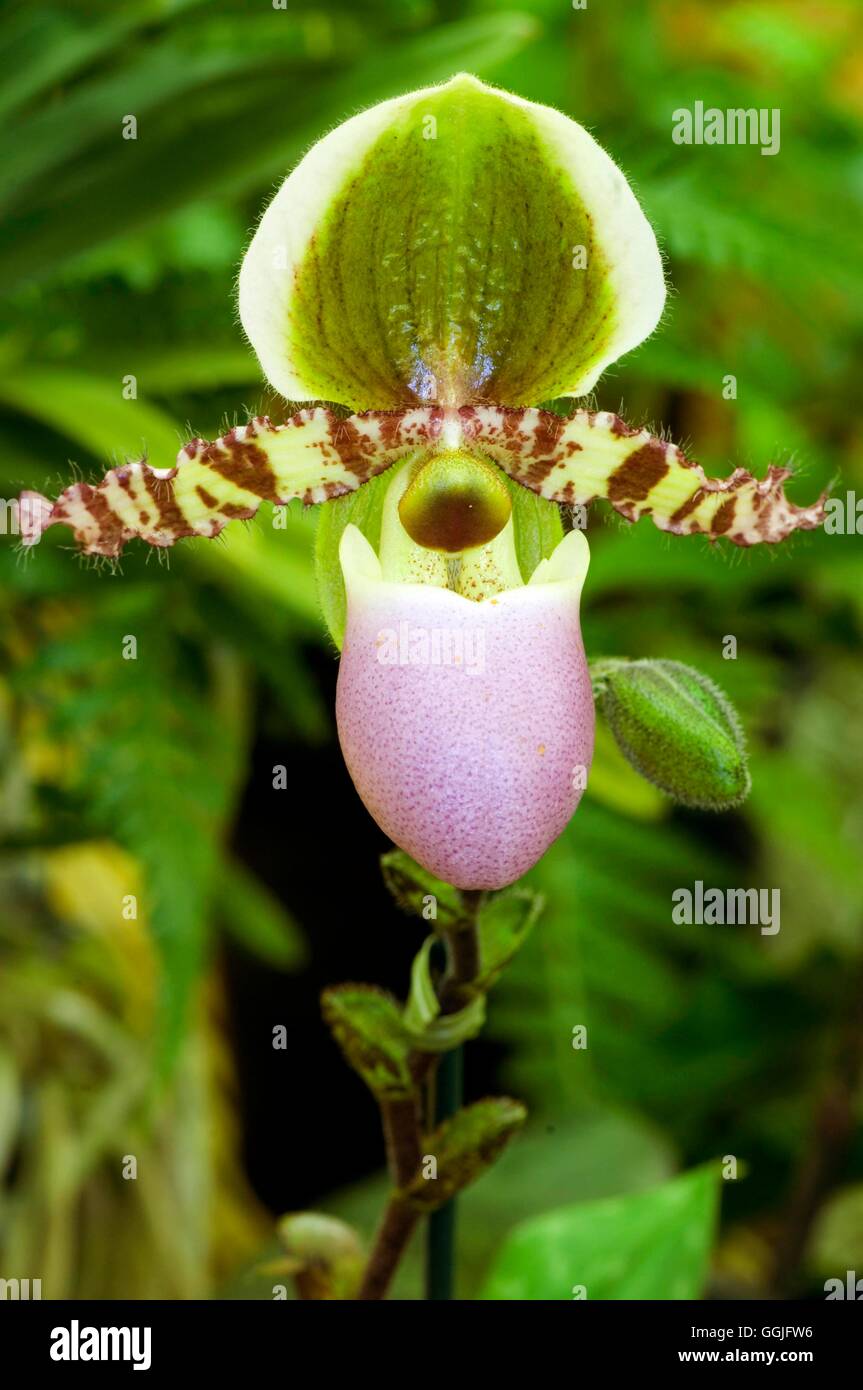 Paphiopedilum liemanum   MIW252138 Stock Photo