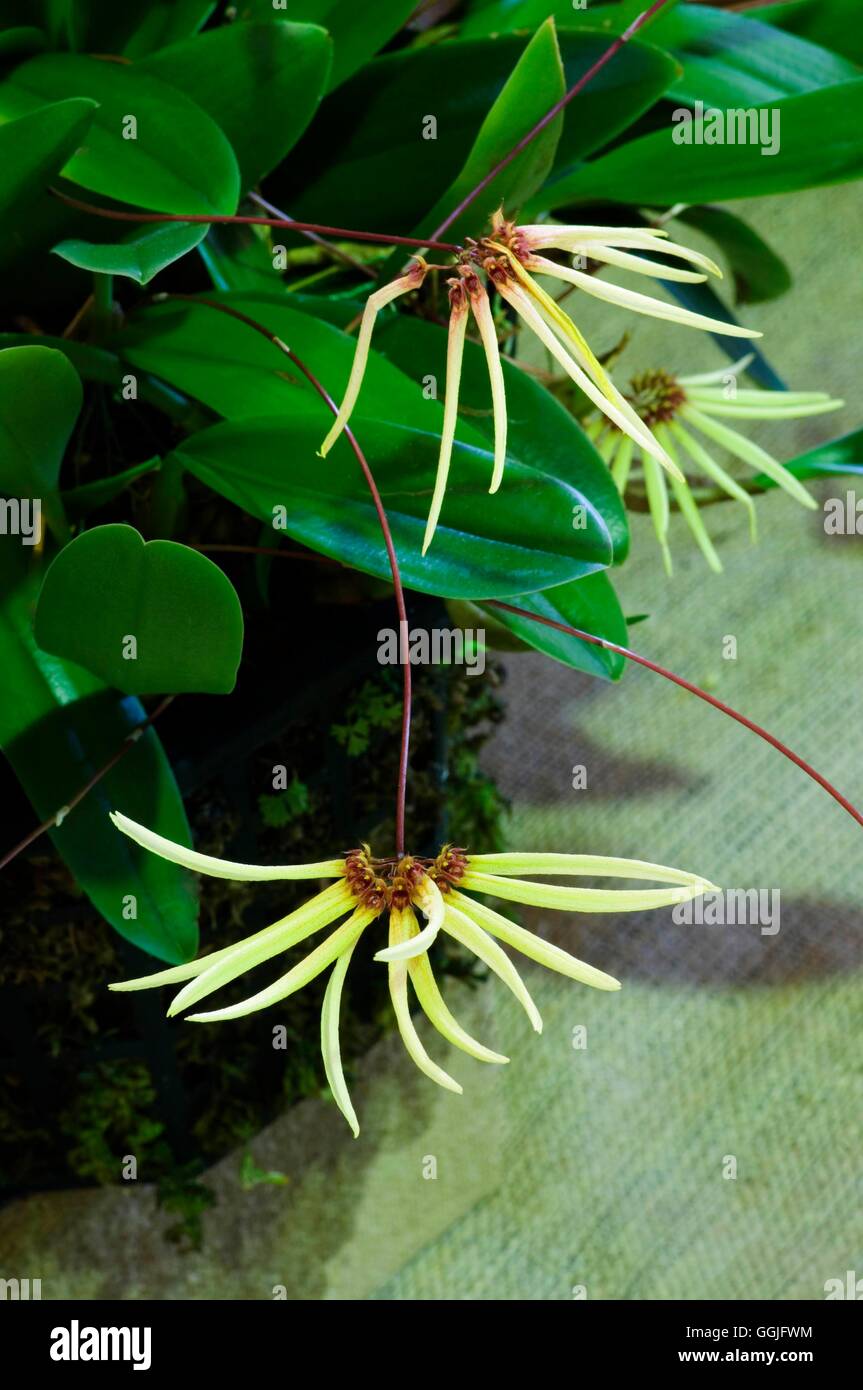 Bulbophyllum makoyanum   MIW252150 Stock Photo
