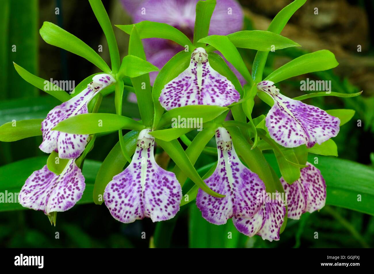 Brassocattleya binosa   MIW252172 Stock Photo