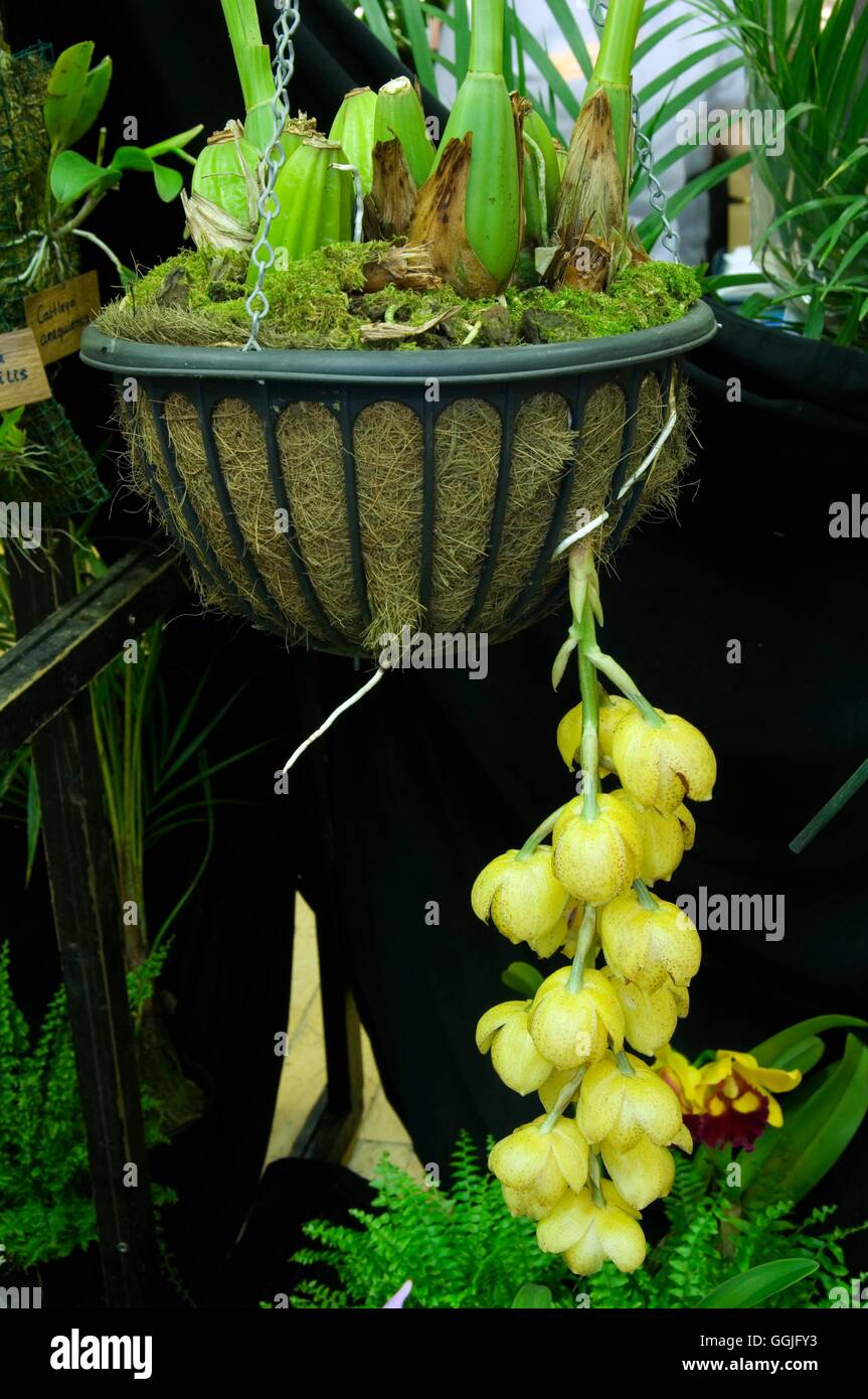 Acineta chrysantha orchid acinetachrysantha yellow 252183 252183 hi-res  stock photography and images - Alamy