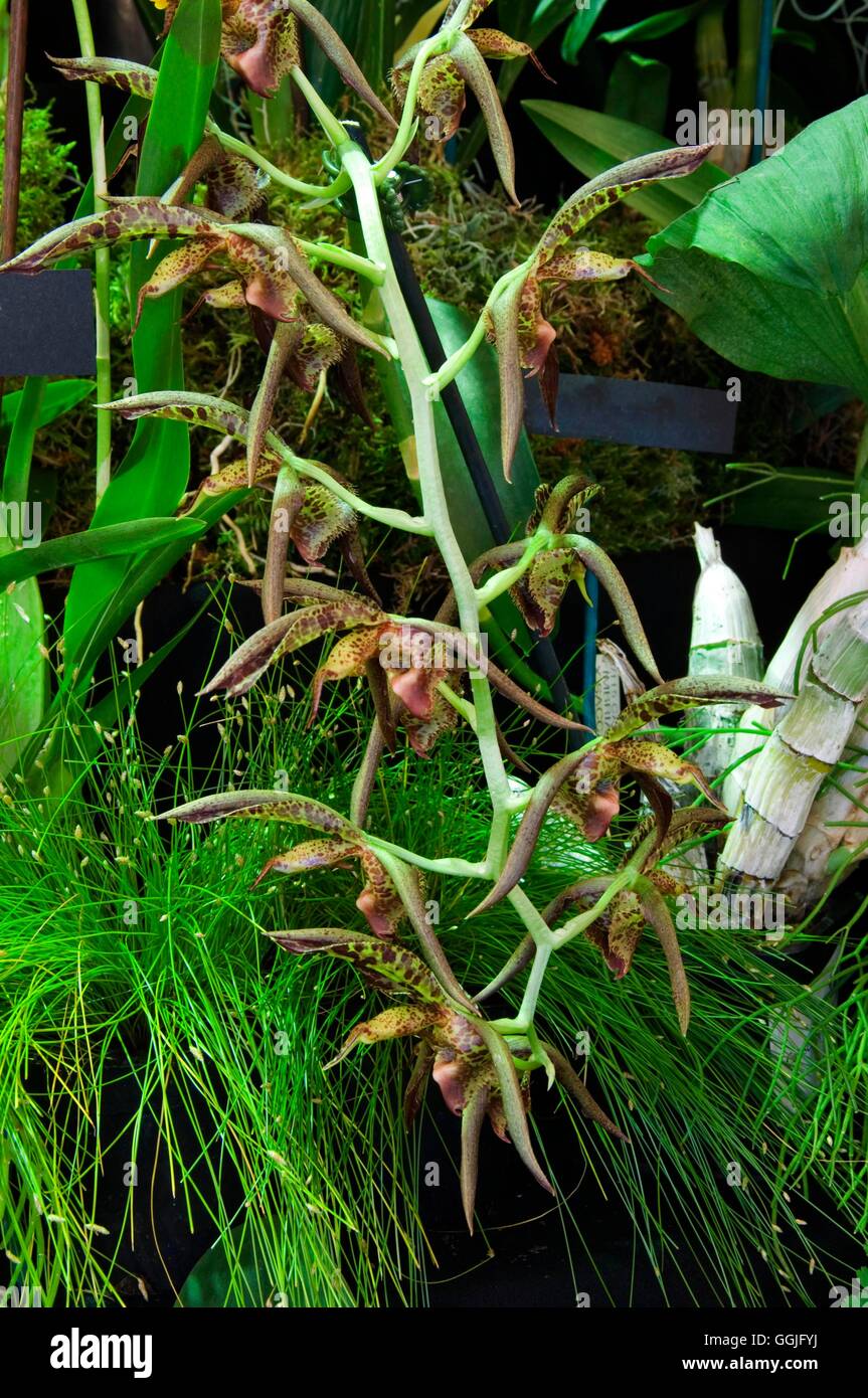Catasetum fimbriatum x saccatum   MIW252196 Stock Photo