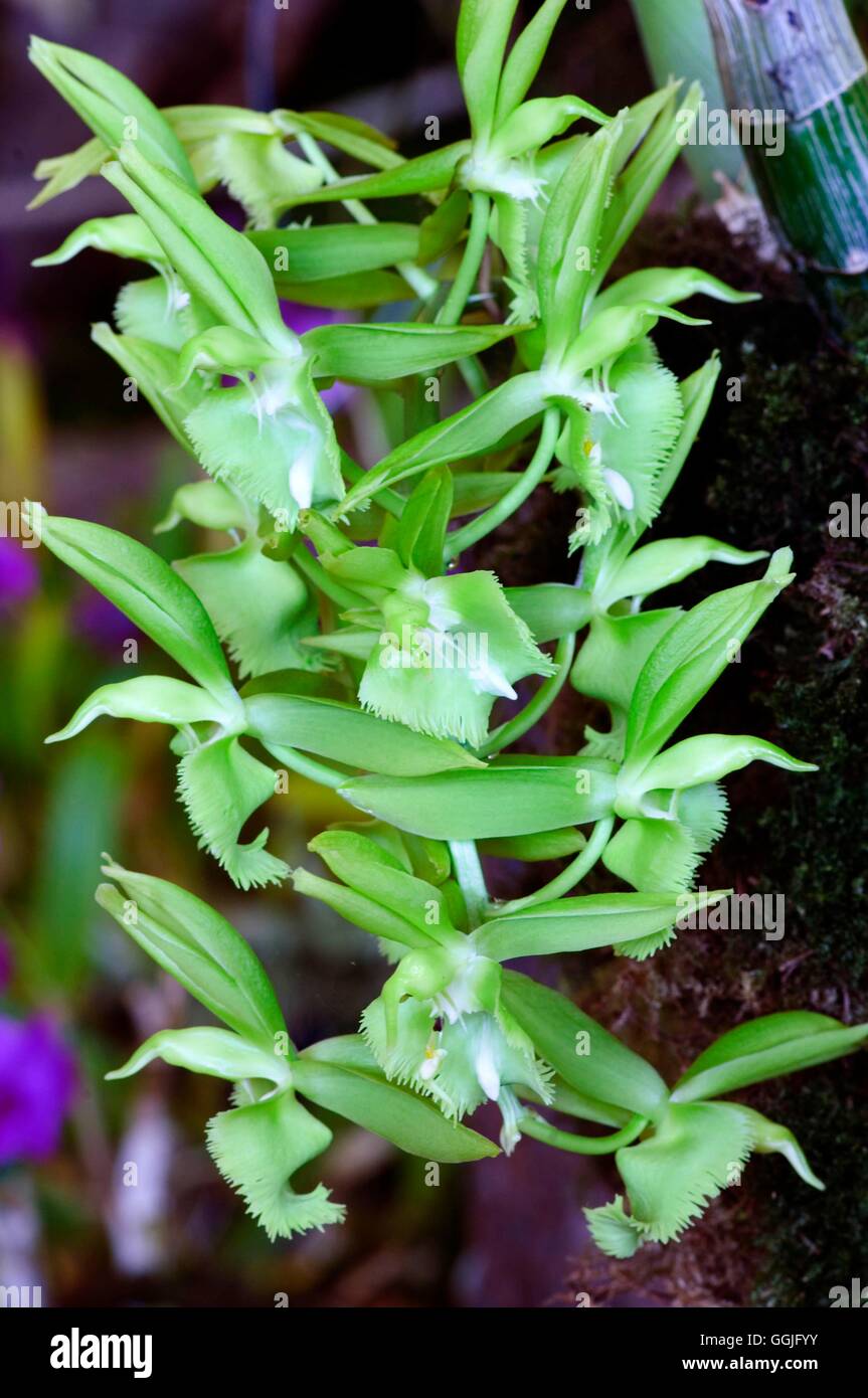 Catasetum appendiculatum x pileatum   MIW252203 Stock Photo