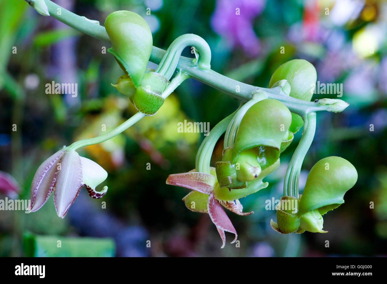 Catasetum fimbriatum x vinaceum   MIW252204 Stock Photo