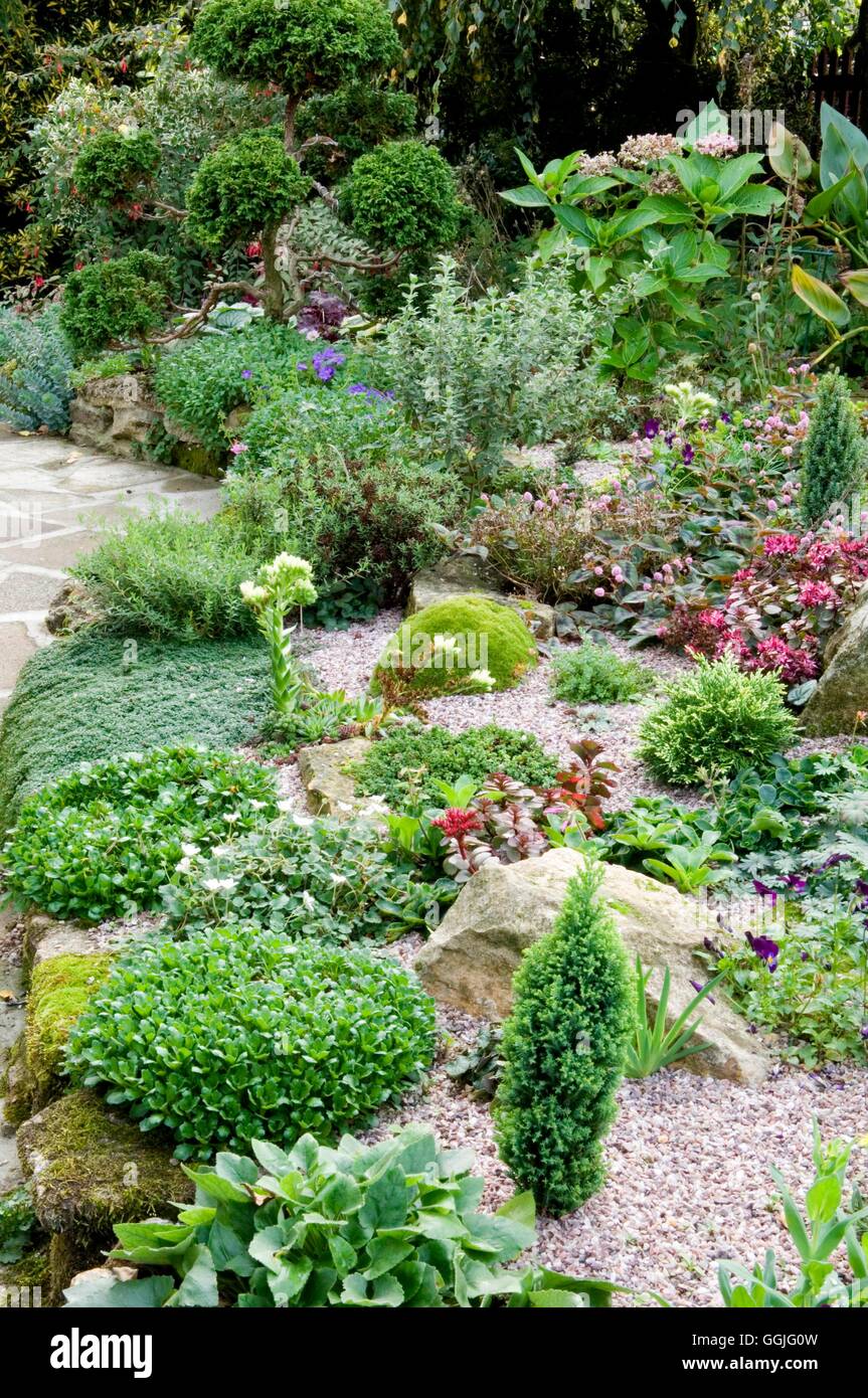 Scree Garden- planted with alpines   MIW252223 Stock Photo