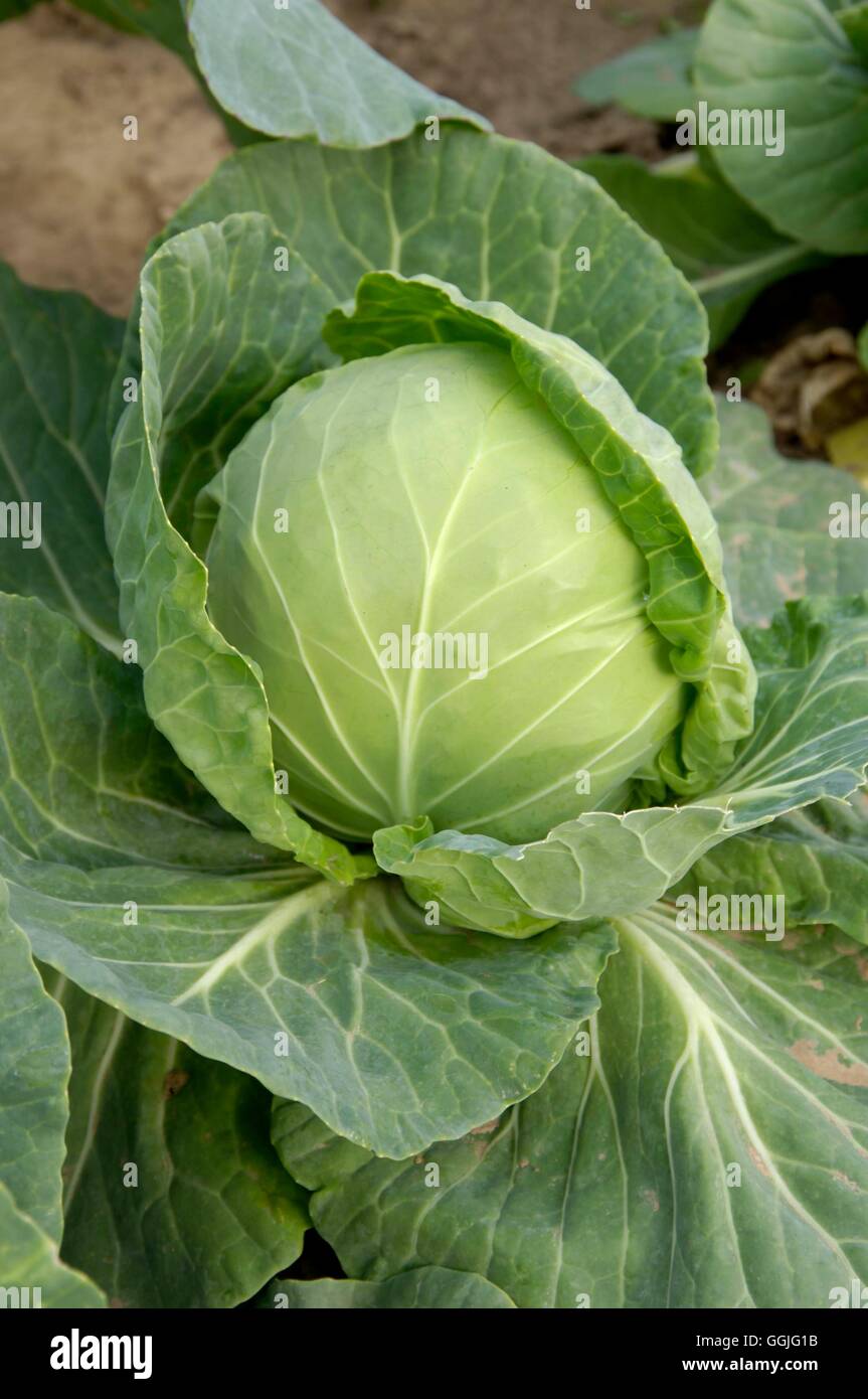 Cabbage 'Surprise' F1   MIW252234 Stock Photo